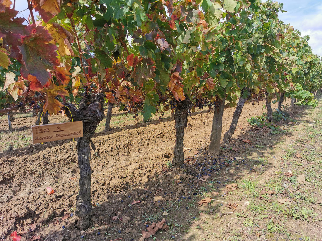 Виноградник на урожай